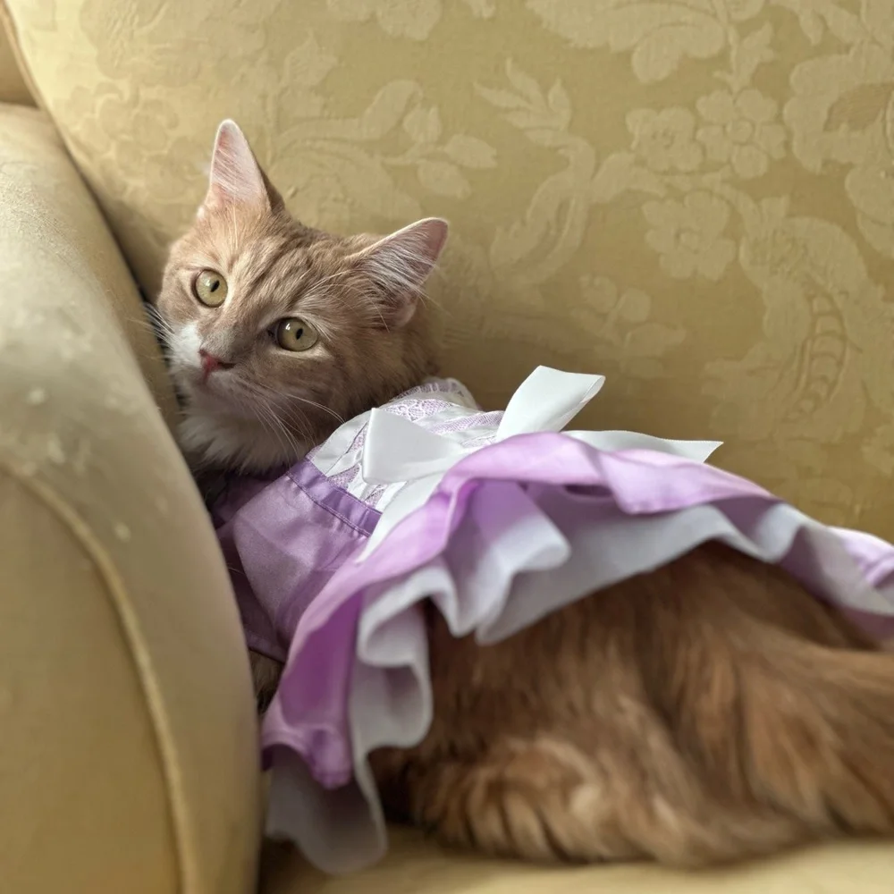 Cat princess Halloween costume